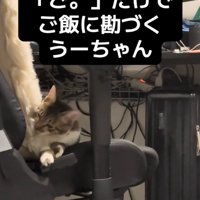 クッションで遊ぶ猫