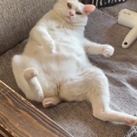 仰向けで寝ている猫