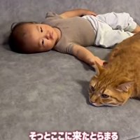 赤ちゃんと一緒に寝ている猫