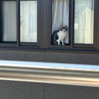 窓枠に写るキジ白猫