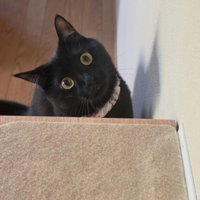 首を傾げる猫