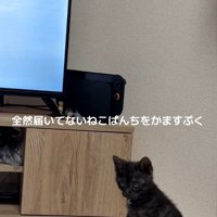 爪とぎに座っている子猫