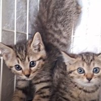 ケージの中の2匹の子猫