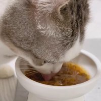ご飯を食べる猫