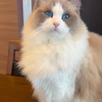 テーブルの上の猫