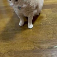 左を向いた猫