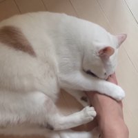 噛みつき
