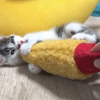 かじったり蹴ったりしている写真