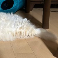 猫のしっぽ