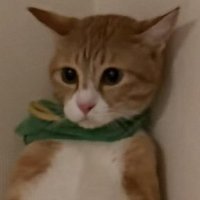 反省している表情の茶白猫