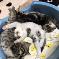 バンザイして眠る3匹の猫
