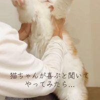 飼い主に脇を持たれて両前足を前に伸ばしている猫