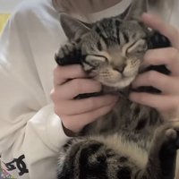 飼い主の膝の上で両前足を握られている目を瞑った猫