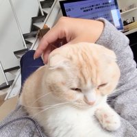 お腹の上