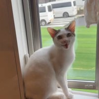 窓際にいる猫