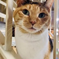ビリヤード場で座る看板猫