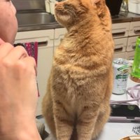 知らんぷりする猫2