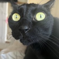 丸い目の黒猫