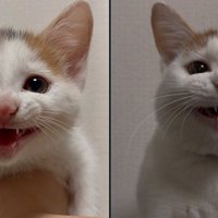 子猫の時の写真と、現在の写真