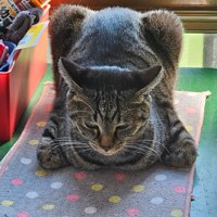 全体的にゴツい猫