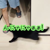 お父さんの前に飛び出す黒猫