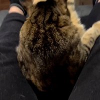 飼い主の足の間に埋もれている猫