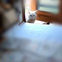 玄関の外から室内をうかがうシロちゃん