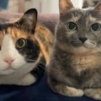 室内にいる猫たち