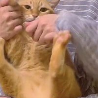 膝にのせられた猫