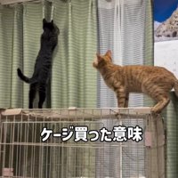 ケージの上の2匹の猫