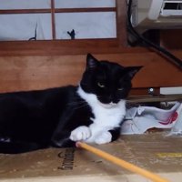 孫の手と遊ぶ猫