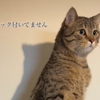 見つめる猫