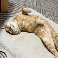 ヘソ天猫