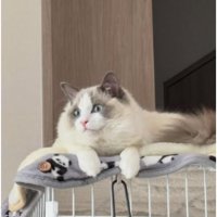 室内にいる猫