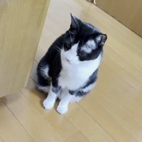 ひまわりちゃん