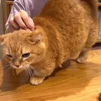 なでなで