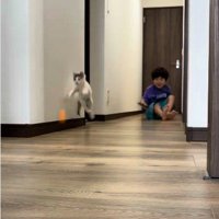 廊下で遊んでいる子どもと子猫