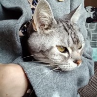 飼い主のコートに入り込む猫