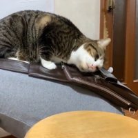 お父さんの背中の上に乗る猫