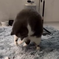 紐状のオモチャを捕まえる猫