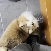 出迎える猫
