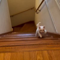 階段を駆け上がる子猫