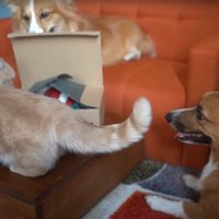 荷物に集める猫と犬