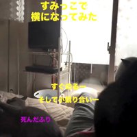 人のお腹の上に乗る猫と横で倒れる猫