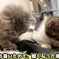 飼い主のお腹の上で眠る子猫