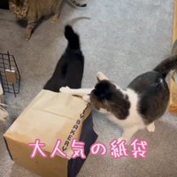 紙袋に集まる猫たち