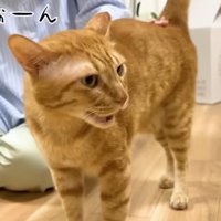 気持ちよくて鳴くまるとら