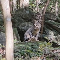 こちらを見つめる猫