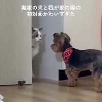 一瞬顔を近づける猫さん