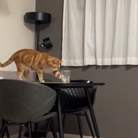 テーブルの上に乗ってコップを見つめながら左前足を伸ばしている猫